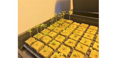 Brug af Rockwool til at starte sine fr p