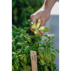 Basilikum, "Loki" - Organic (Udlber 09-2025)