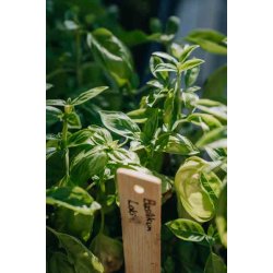 Basilikum, "Loki" - Organic (Udlber 09-2025)