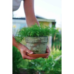 Dild, Blad- "Teddy" (Udlber 09-2025)