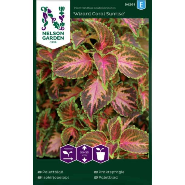 Paletblad, "Wizard Coral Sunrise"