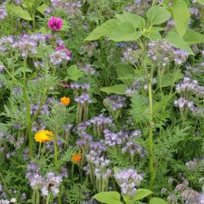 kologiske flerrig blomster blanding