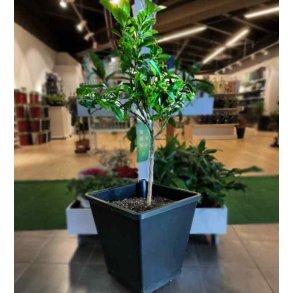 ABC Selvvandingskrukke m/ hjul