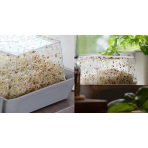 Bundbakke til Spirerboks