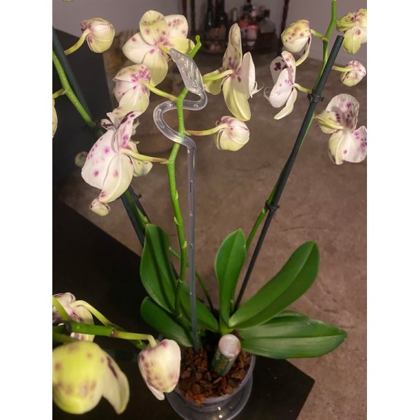 Orkide Sttte